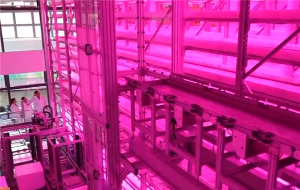 沙漠变绿洲，创新种植技术实现Z轴种菜百倍增长奇迹