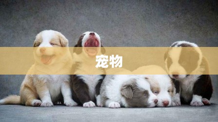 成都,它经济崛起,引领宠物友好新风尚 成都,它经济崛起,引领宠物友好新风尚