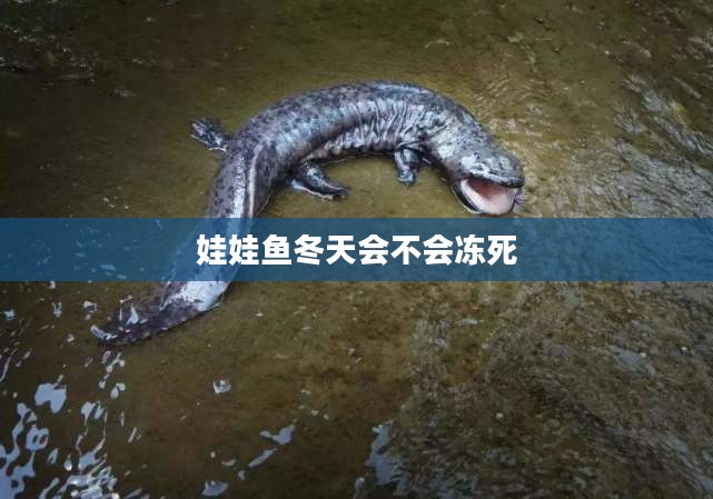 娃娃鱼冬天会冬眠吗？蚂蚁庄园中的真相解析
