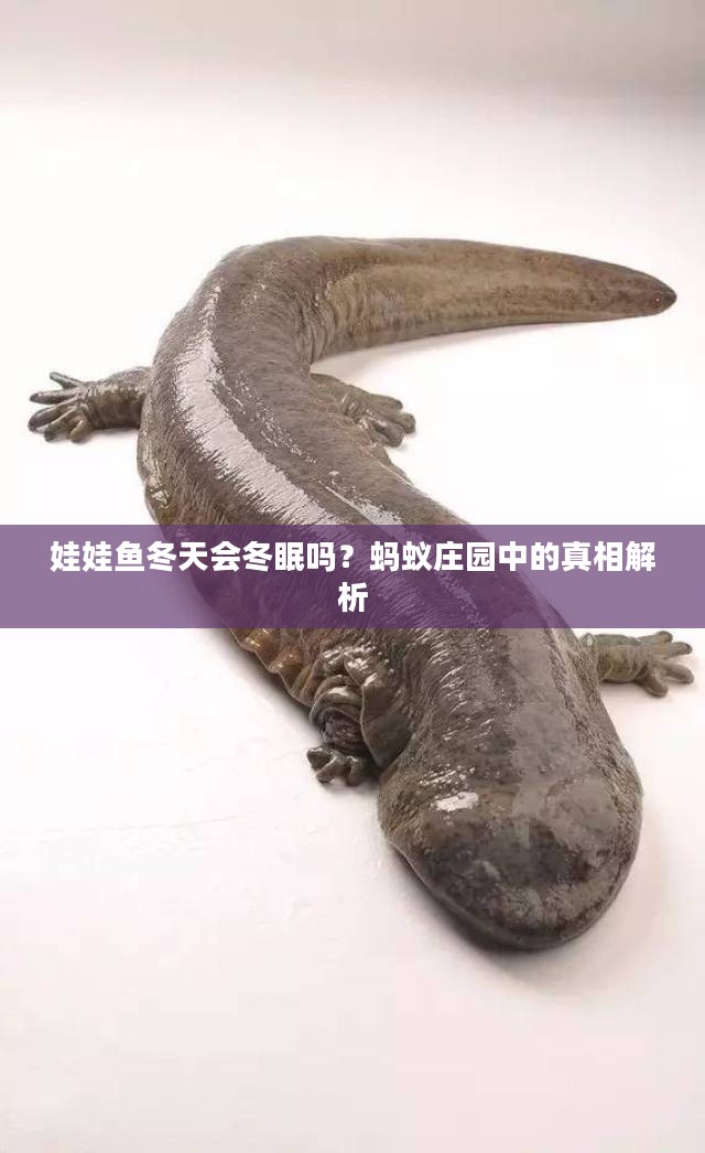 娃娃鱼冬天会冬眠吗？蚂蚁庄园中的真相解析
