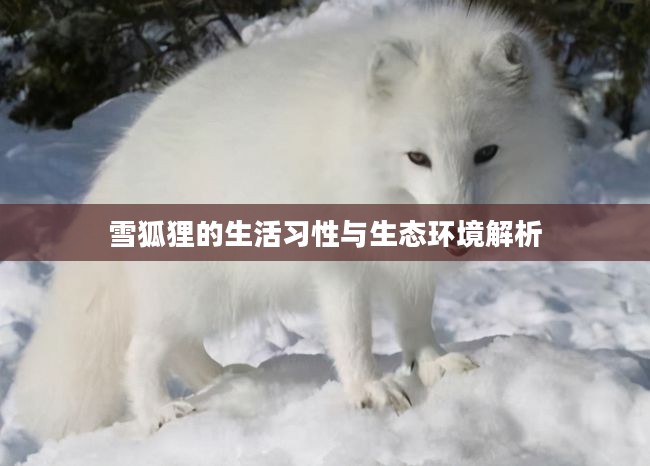 雪狐狸的生活习性与生态环境解析