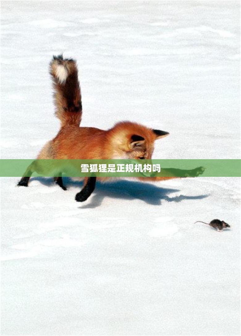 雪狐狸的生活习性与生态环境解析
