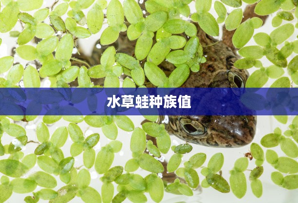 水草蛙的生活习性及其在生态系统中的重要性解析