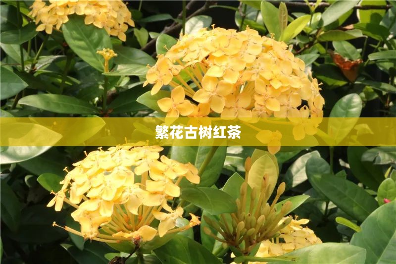 繁花古树的历史价值与园林应用探究
