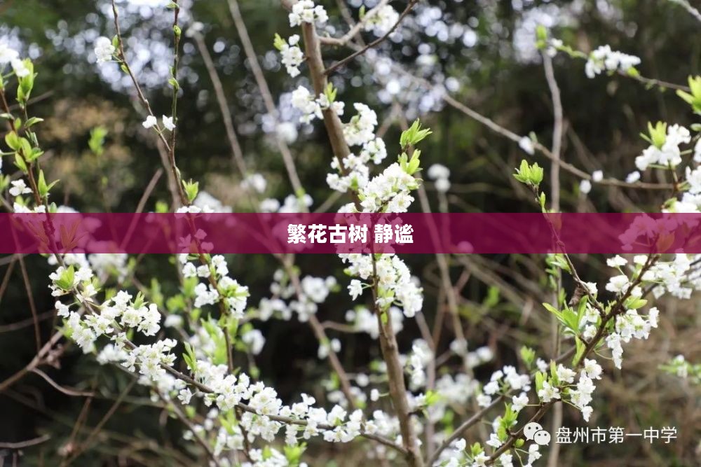 繁花古树的历史价值与园林应用探究