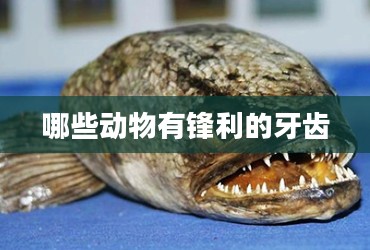 哪些动物拥有一口锋利的牙齿？