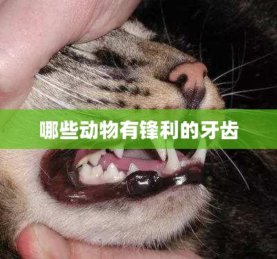 哪些动物拥有一口锋利的牙齿？