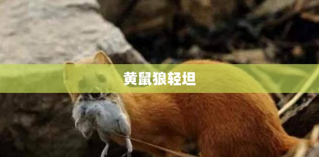 《坦克世界》黄鼠狼坦克，中型坦克的佼佼者