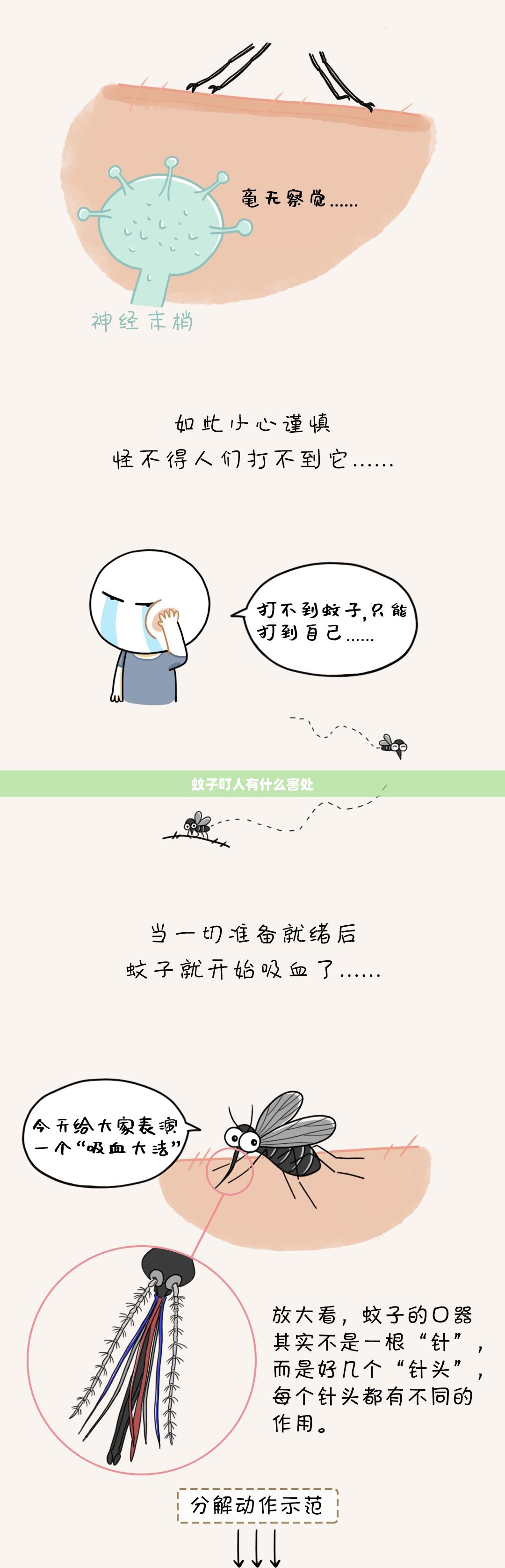 蚊子叮人与蚂蚁庄园：生态平衡与防蚊策略解析