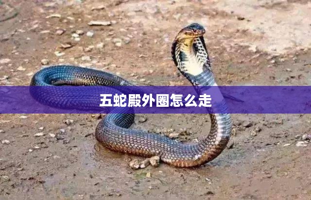 五蛇殿的历史与文化探秘