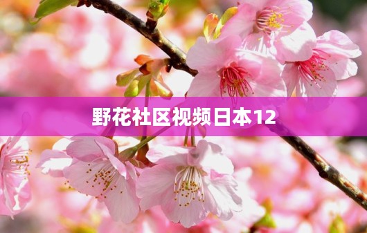 野花社区视频：多元化内容丰富社交生活