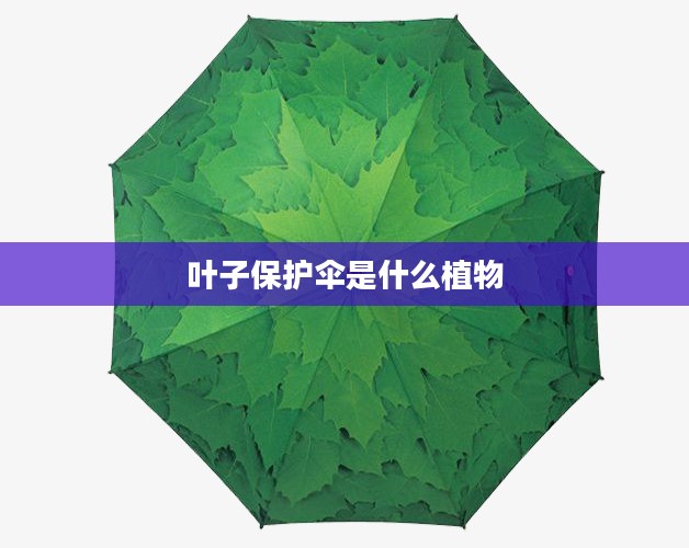 叶子保护伞：重要作用与应用场景深度解析