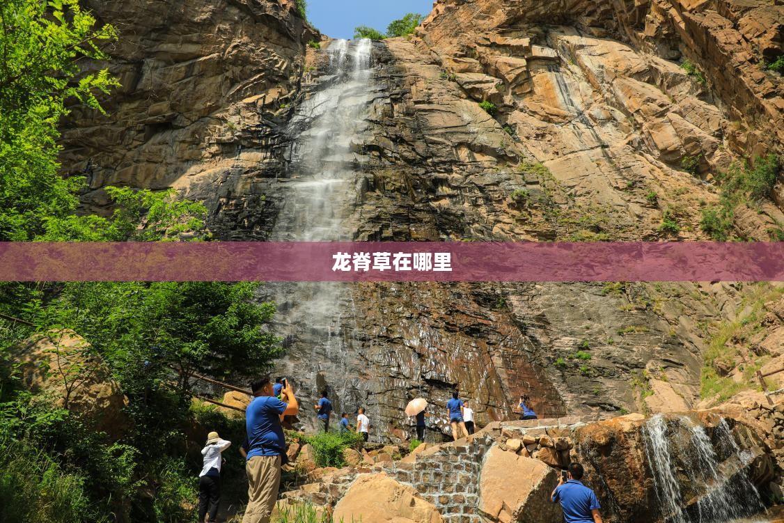 龙脊草种植技巧与药用价值分析，市场前景展望