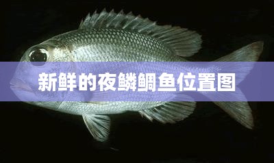 新鲜夜鳞鲷鱼的营养价值与烹饪技巧解析