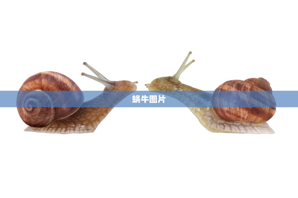蜗牛网：高效便捷的在线服务平台深度解析