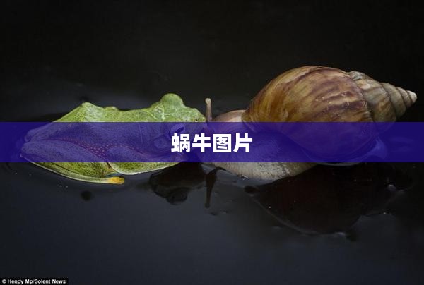 蜗牛网：高效便捷的在线服务平台深度解析