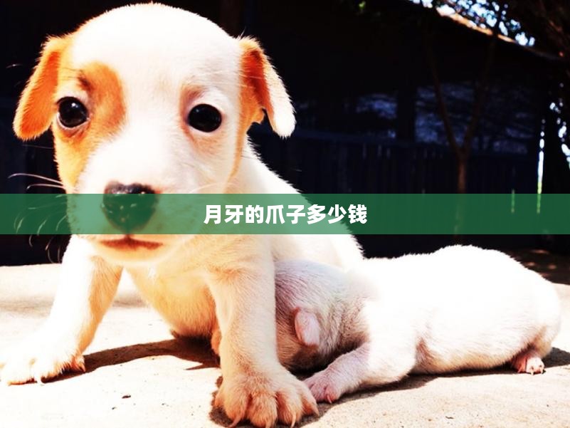 月牙的爪子:神秘天象的成因与象征意义解析 月牙的爪子:神秘天象的成因与象征意义解析