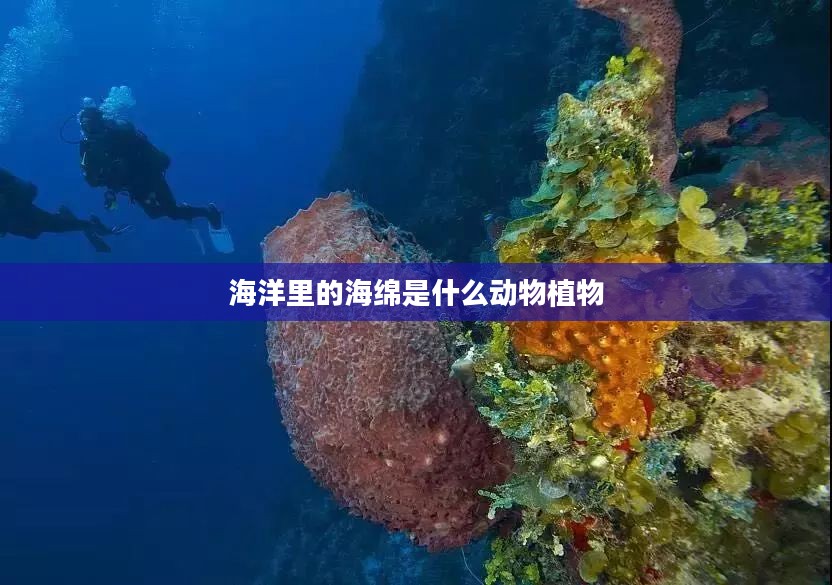 海洋海绵：揭秘其生物学分类与生态功能
