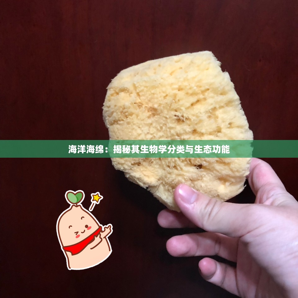 海洋海绵：揭秘其生物学分类与生态功能