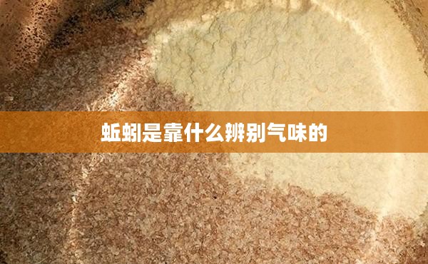 蚯蚓辨别方向的秘密机制解析