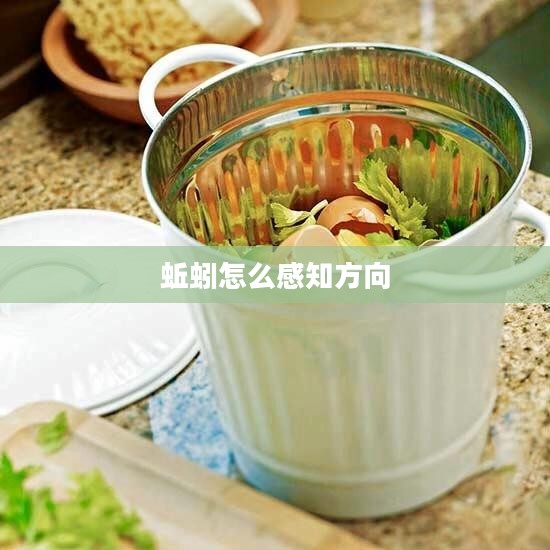 蚯蚓辨别方向的秘密机制解析
