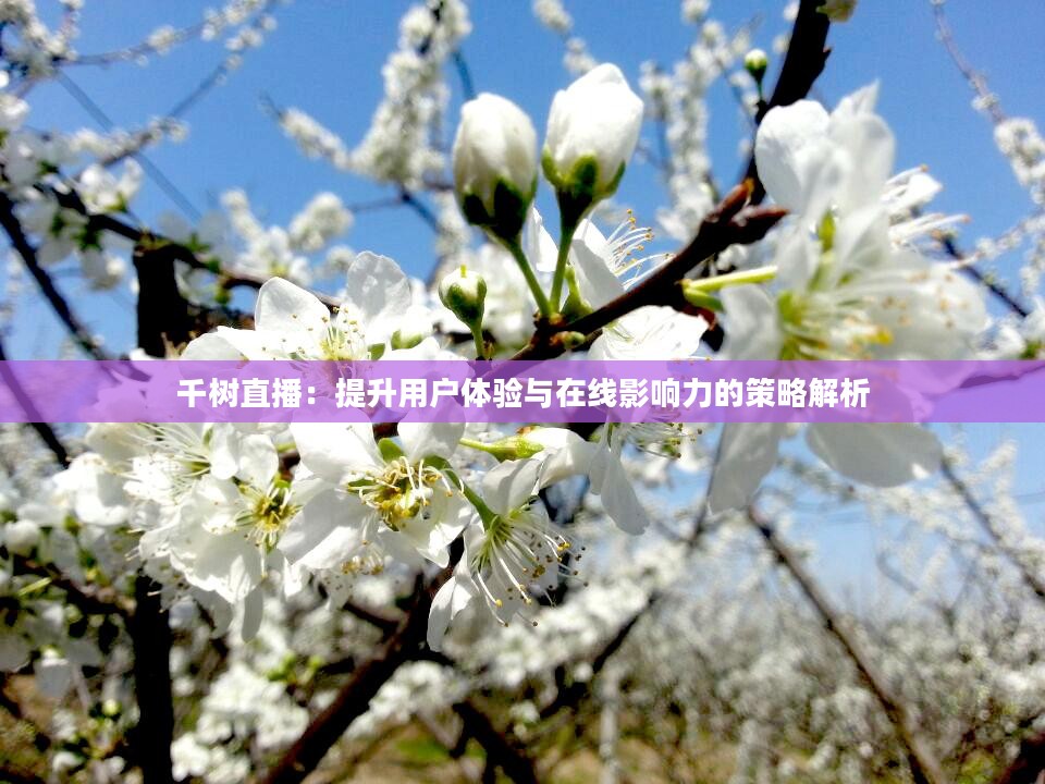 千树直播：提升用户体验与在线影响力的策略解析