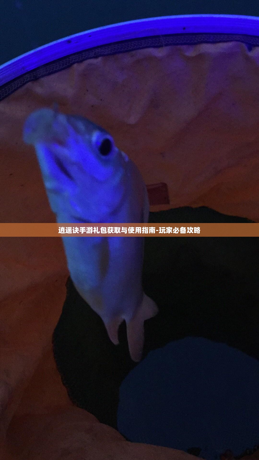 逍遥诀手游礼包获取与使用指南-玩家必备攻略 逍遥诀手游礼包获取与使用指南-玩家必备攻略