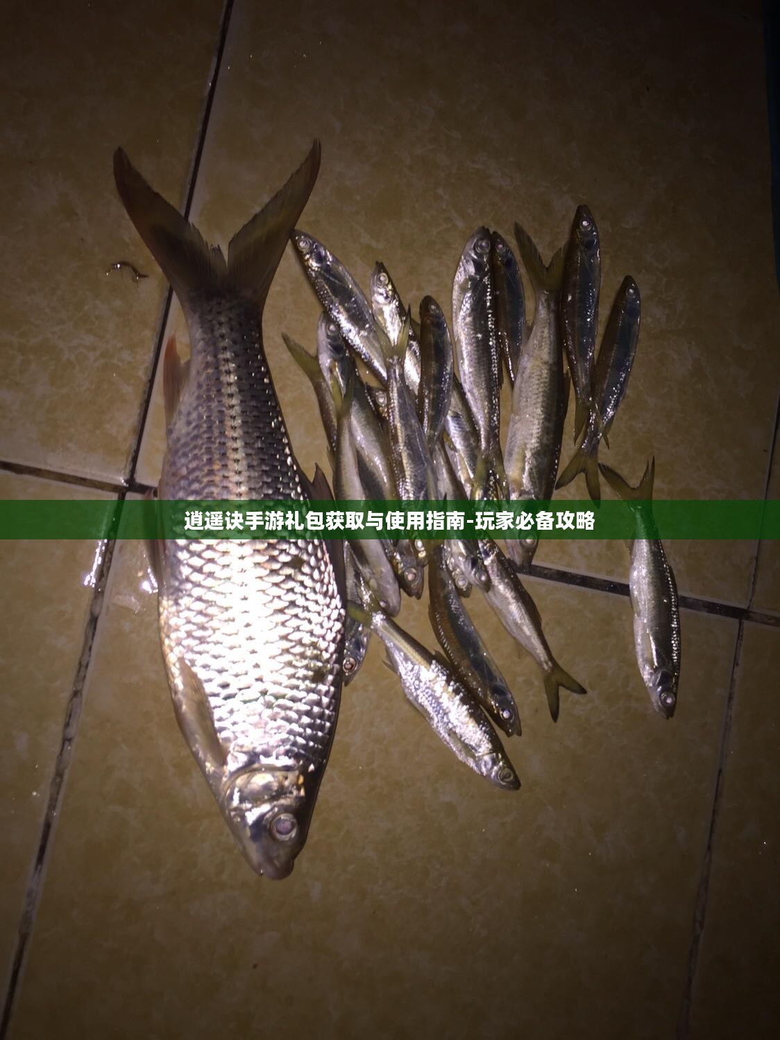 逍遥诀手游礼包获取与使用指南-玩家必备攻略