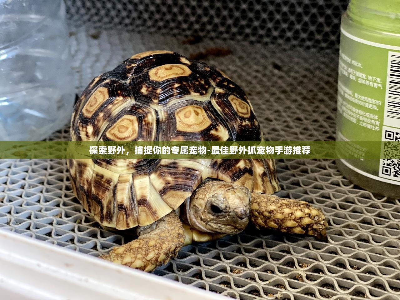 探索野外，捕捉你的专属宠物-最佳野外抓宠物手游推荐