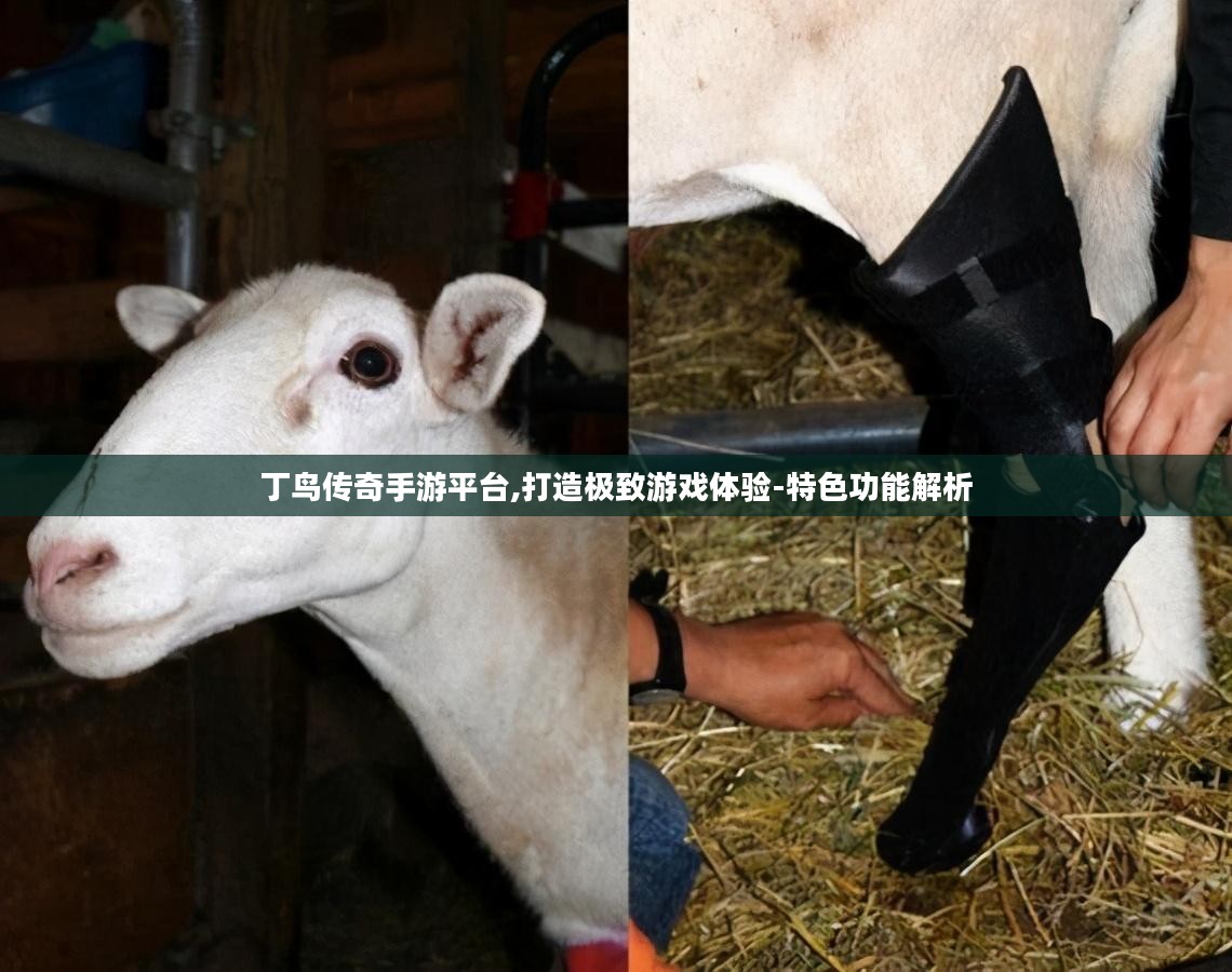 丁鸟传奇手游平台,打造极致游戏体验-特色功能解析 丁鸟传奇手游平台,打造极致游戏体验-特色功能解析