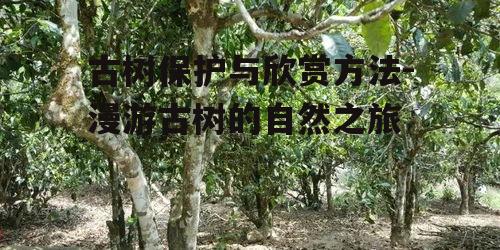 一、古树的价值与意义