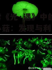 二、荧光小菇的寻找技巧
