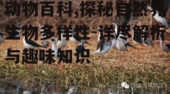 三、鸟类的迁徙奇迹