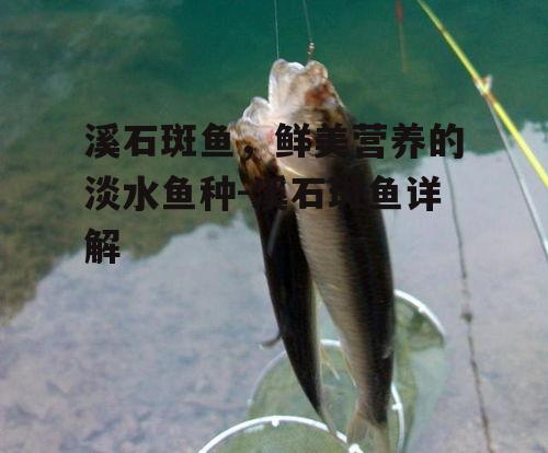 溪石斑鱼，鲜美营养的淡水鱼种-溪石斑鱼详解