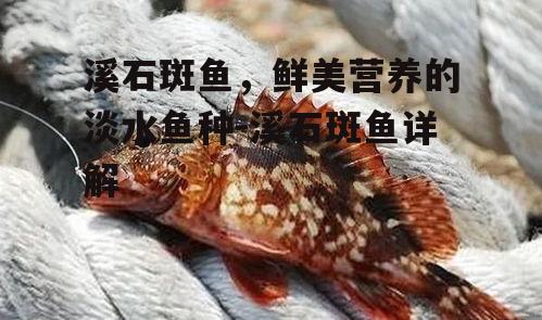 三、溪石斑鱼的繁殖习性