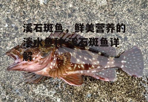 四、溪石斑鱼的食用价值
