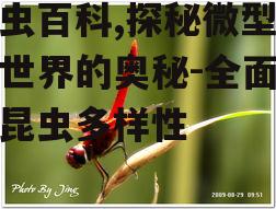 四、昆虫的分类与特点