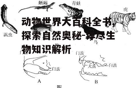 四、两栖动物的演变历程