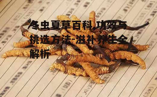 冬虫夏草百科,功效与挑选方法-滋补养生全解析