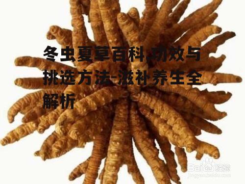 三、如何挑选优质的冬虫夏草