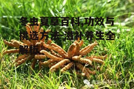 四、冬虫夏草的食用方法与禁忌