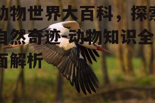 二、鸟类的飞行奥秘