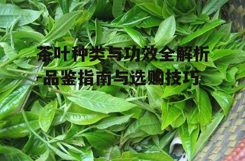 茶叶种类与功效全解析-品鉴指南与选购技巧