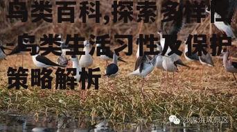 四、鸟类的迁徙与适应