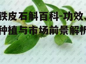 二、铁皮石斛的功效与应用