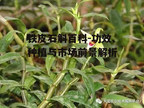 三、铁皮石斛的种植技术