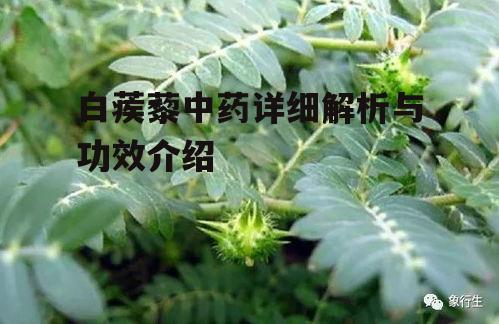 三、白蒺藜的药用方法