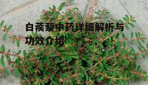 四、白蒺藜在现代医学中的应用