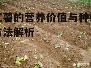 二、红薯的种植方法