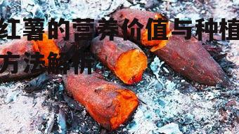 四、红薯的趣事